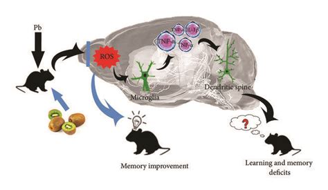 In Response To Oxidative Stress Induced By Pb Microglia Become