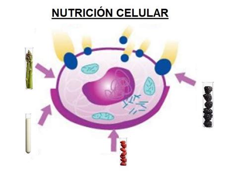 Mecanismos De Nutricion Celular Dinami