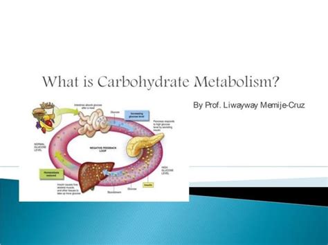 Carbohydrate metabolism | PPT