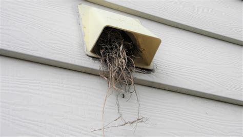 How To Handle A Birds Nest In Your Dryer Vent