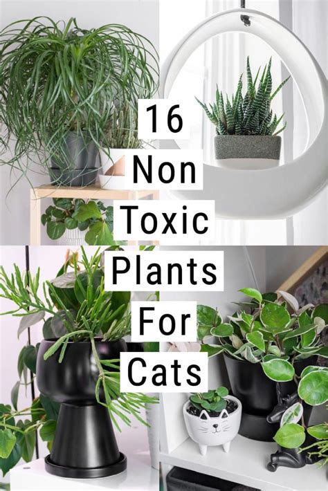 Non Toxic Plants For Cats To Add To Your Houseplant Collection Now