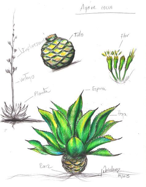 Ideas De Maguey Disenos De Unas Mezcal Agaves