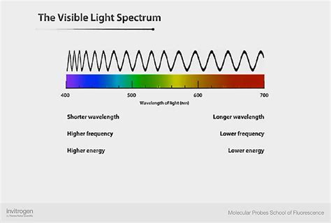 The Light Spectrum And Its Relationship With Fluorescence Thermo