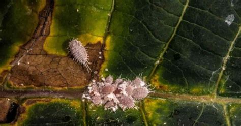 Does Neem Oil Kill Mealybugs - How Do You Use It?