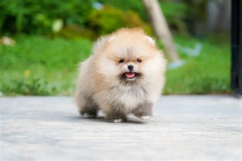 Top 6 Cute Teacup Dogs for Tiny Canine Lovers - Pets Nurturing