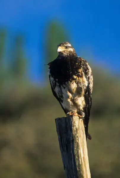 Águia serrana Fatos dieta habitat e fotos em Animalia bio