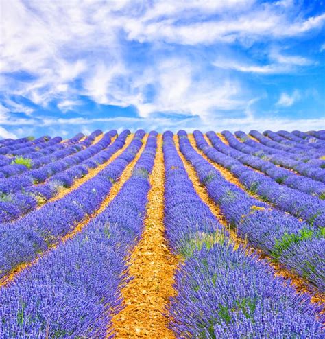 Provence Lavender Sunset Stock Image Image Of Colorful 18415959