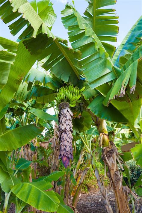 Banyan Tree Forest Stock Image Image Of Forest Liana 72167693