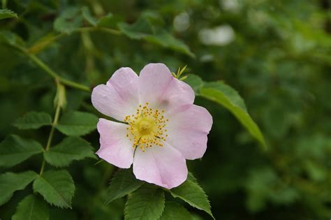 Heckenrose Hagebutte Nahaufnahme Kostenloses Foto Auf Pixabay Pixabay