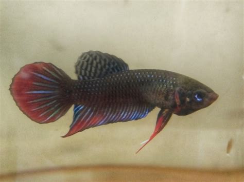 Pez Beta Betta Splendens