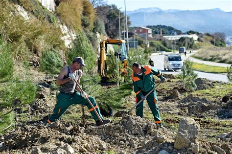 Slobodna Dalmacija Startala velika sadnja na Žnjanu sadi se 261