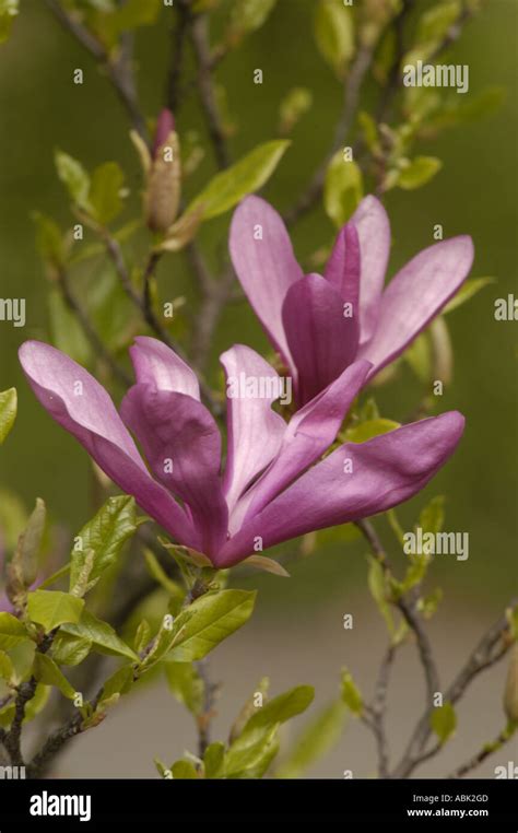 Pink Violet Flowers Of Magnoliaceae Magnolia X Soulangeana Alexandrina