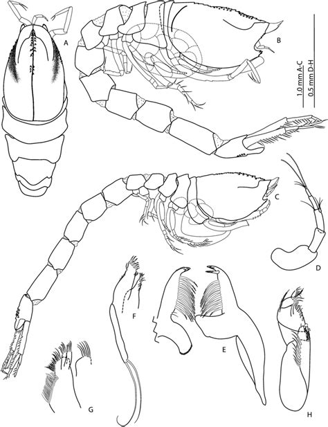 Bathycuma Dayae N Sp Holotype Ovigerous Female Niwa A Side