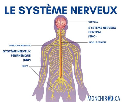 Nerfs crâniens particularités fonctions et troubles communs