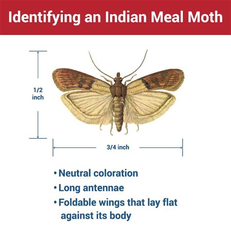 Indian Meal Moths Eating Away At Your Bottom Line Sprague Pest Solutions