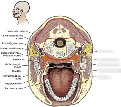 Parapharyngeal Space Diagram | Quizlet