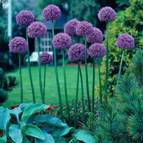 Van Zyverden Allium Bulbs Giant Gladiator Set Of 6 21401 The Home Depot