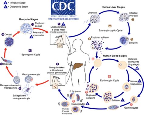 Vector Borne Diseases Flashcards Quizlet