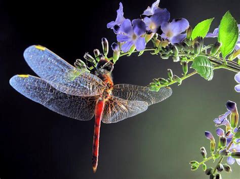 Dragonfly With Flowers Dragonfly Dragonfly Photos Beautiful Bugs