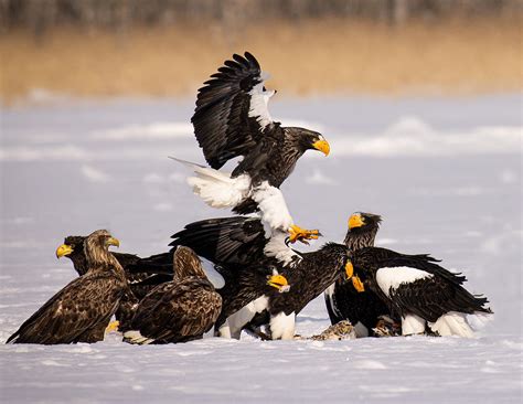 Steller Sea Eagle Photograph By Dennis Zhang Pixels