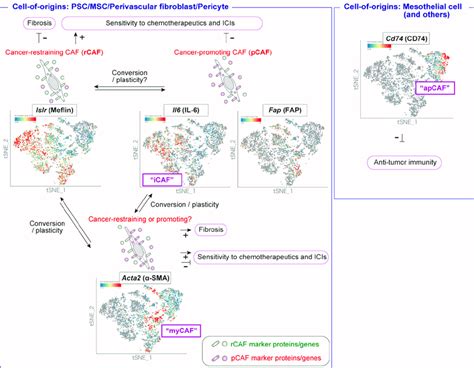 Current Classification Of Cafs In Pdac The Expression Of The Indicated Download Scientific