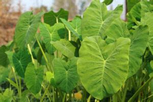 How To Overwinter Elephant Ear Plants Garden For Indoor