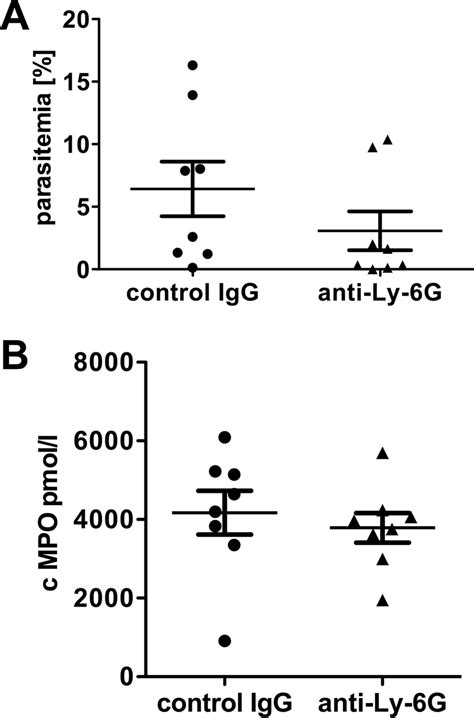 Antibody Mediated Depletion Of Neutrophils In WT Mice Does Not Lead To