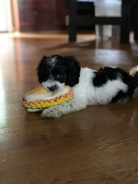 Atlas Puppies — Cockapoo Training