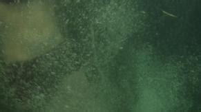 SHARKTOPUS NUDE SCENES AZNude