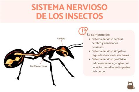 Sistema Nervioso De Los Insectos Gu A Completa