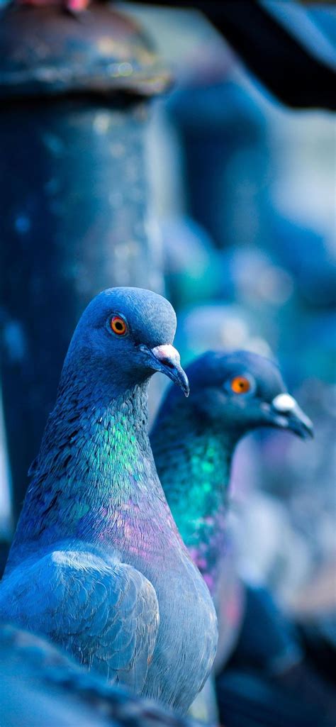 Pigeon Wallpapers 44 Images Inside