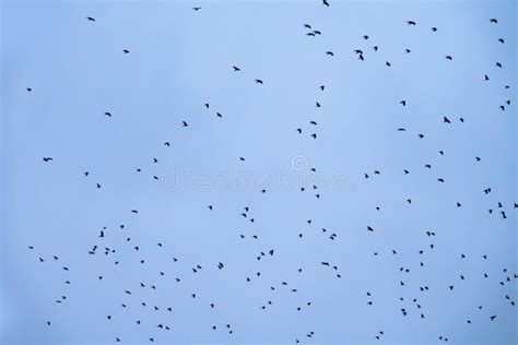 Flock Of Rooks In Fog On A Winter Plowed Field Stock Photo Image Of