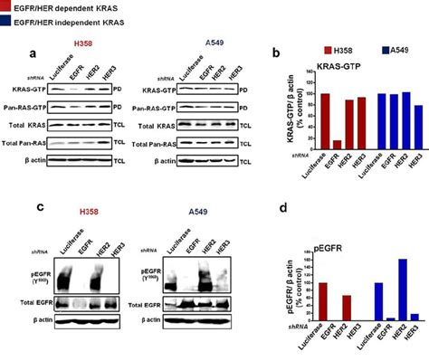 Silencing Egfr Her In Mutant Kras Nsclc Cells Cells Were Transfected