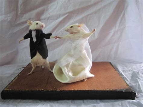 Taxidermy Mouse Married Taxidermy Rat Mouse Cabinet Curiosity | Etsy