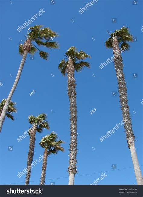 Tall Vertical Palm Trees Stock Photo 28197850 Shutterstock