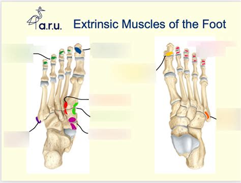 Diagram of Extrinsic Muscles of the Foot II | Quizlet