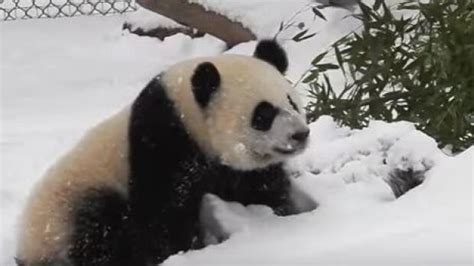 The Toronto Zoo's panda cubs frolicking in the snow are a perfect cold ...