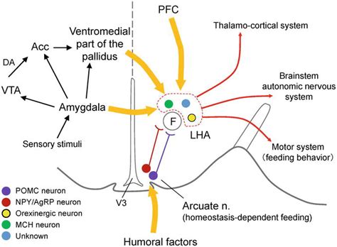 Neural Mechanisms Of Feeding Behavior And Its Disorders IntechOpen