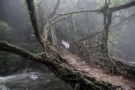 Pictures Of The Living Root Bridges In Meghalaya India Photography