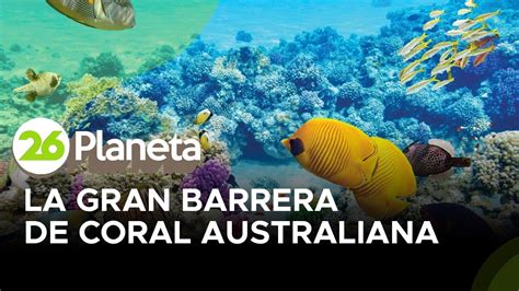 La Gran Barrera De Coral Australiana YouTube