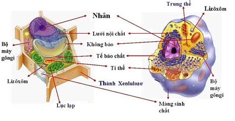 Tế bào nhân thực là gì Cấu trúc và chức năng của tế bào nhân thực