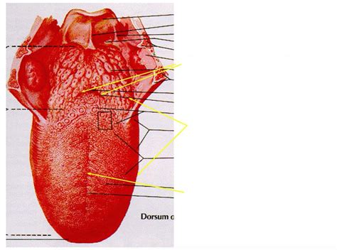 Surface Of The Tongue Diagram Quizlet