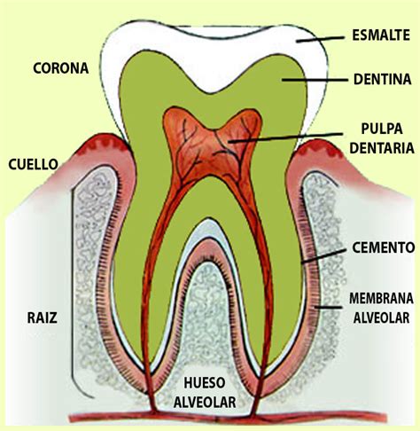 La Salud Bucal Partes Del Diente