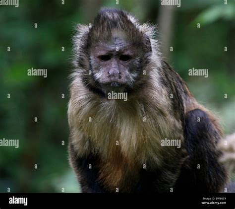 Yellow Breasted Capuchins Hi Res Stock Photography And Images Alamy