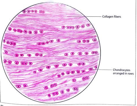 SOLUTION Histology Diagrams Studypool