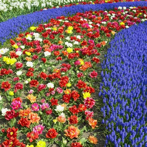 Keukenhof Gardens, Lisse, Netherlands — Stock Photo © phb.cz #36695353