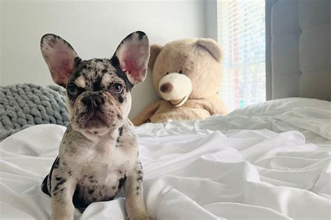 Chocolate Merle French Bulldog Puppies