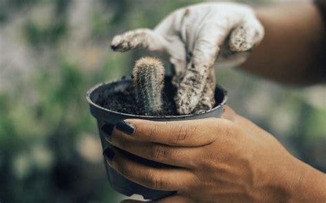 Cactus Care Tips from Garden Horticulture Staff | Desert Botanical Garden