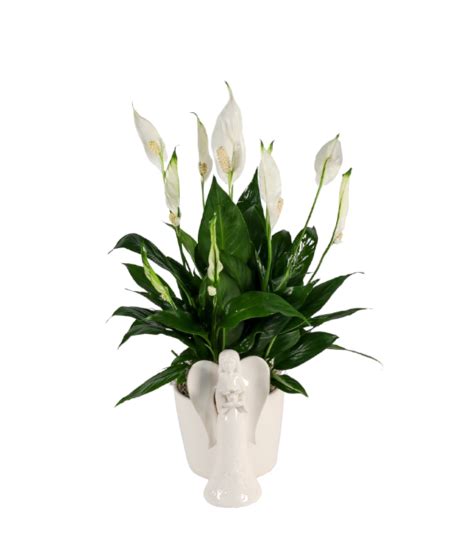 Serenity Angel Peace Lily Eastern Floral Grand Rapids