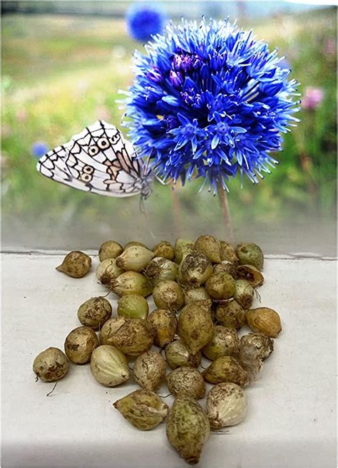 GARTHWAITE NURSERIES 10 Allium Caeruleum Bulbs Azureum Deep